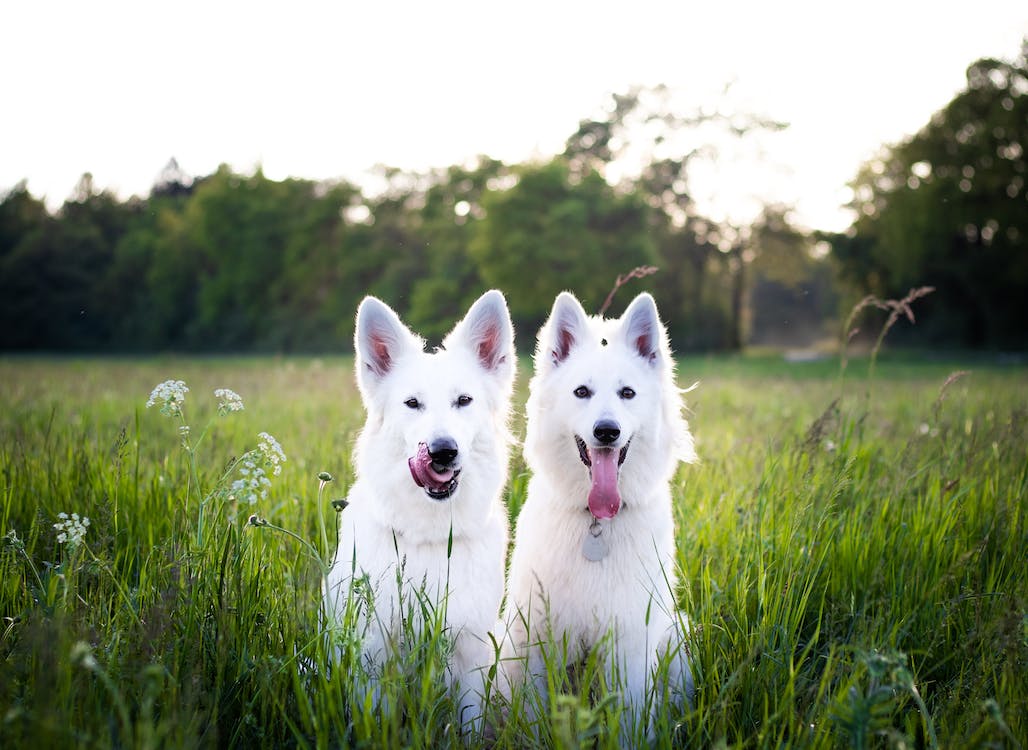 What Are The Benefits of CBD For Dogs