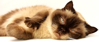 Feline Appetite Stimulant And Tips To Keep Canine Healthy