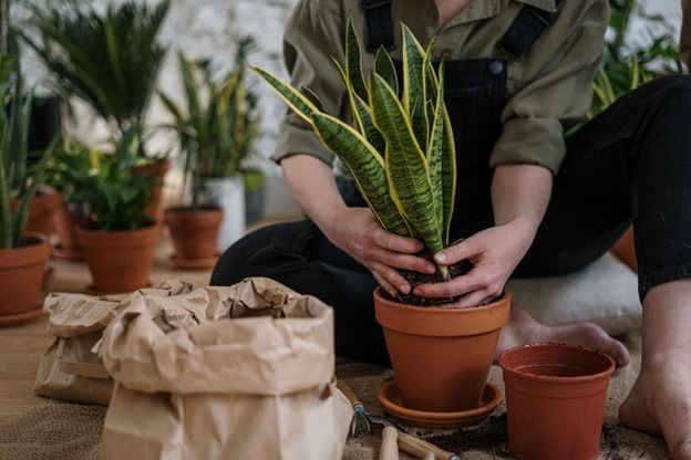 How to Identify a Snake Plant